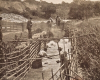 Shepherds of the South Downs